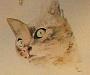 chat