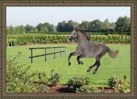 gh-cheval.JPG - Composition d'images : ajouter une barrière et un cheval dans un champ (Gérard H.)