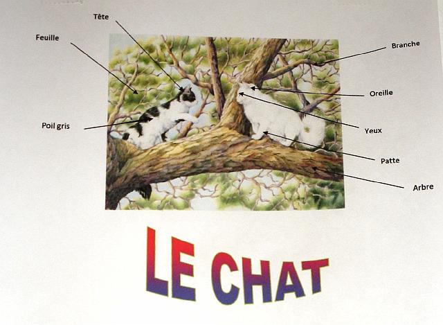 05chat.JPG - Annoter une image.